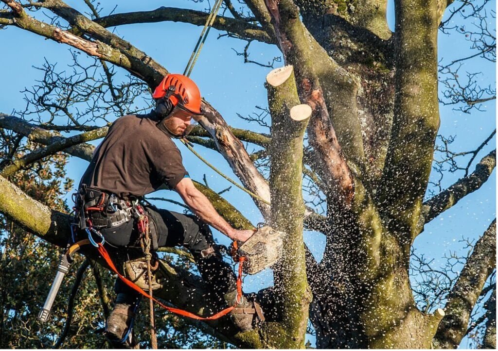 Baumpflege Baumschnitt Kreuztal