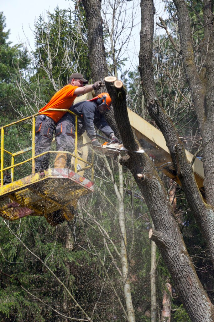 Baumpflege Baumkontrolle Kreuztal